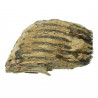 Molaire fossile de mammouth laineux primegenius - 16 cm