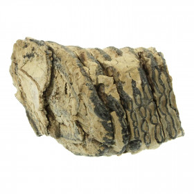 Molaire fossile de mammouth laineux primegenius - 16 cm