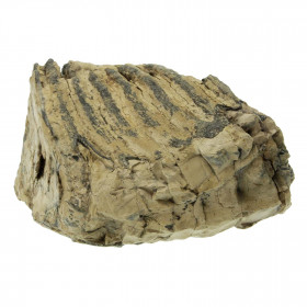 Molaire fossile de mammouth laineux primegenius - 16 cm