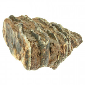 Molaire fossile de mammouth méridional - 10 cm