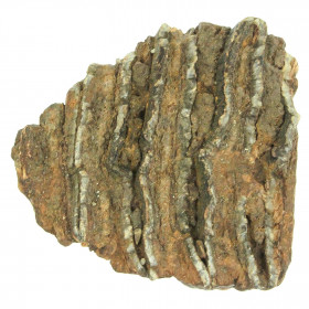 Molaire fossile de mammouth méridional - 10 cm