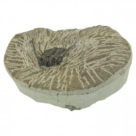 Fossile trilobite leonaspis sur gangue