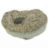 Fossile trilobite leonaspis sur gangue