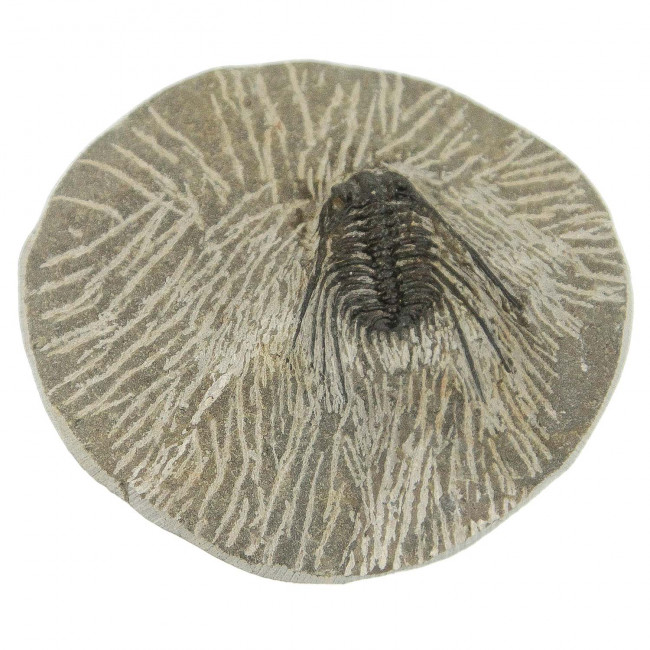 Fossile trilobite leonaspis sur gangue