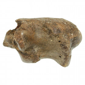Phalange d'orteil de rhinocéros fossilisée - 351 grammes