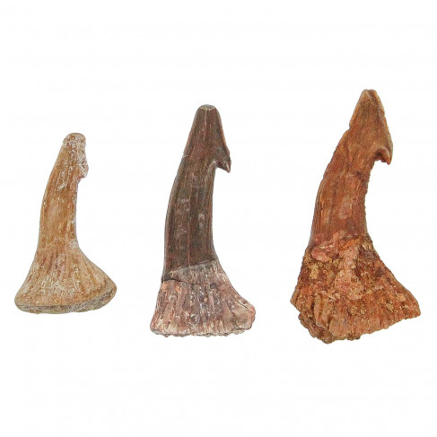 Epine de requin scie fossile onchosaurus numidus - A l'unité