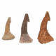 Epine de requin scie fossile onchosaurus numidus - A l'unité