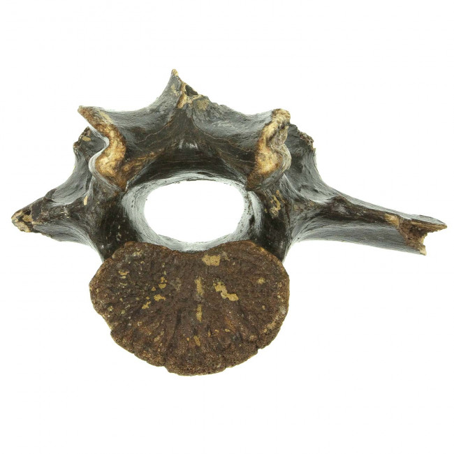 Vertèbre fossile de bison - 17 cm