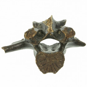 Vertèbre fossile de bison - 17 cm