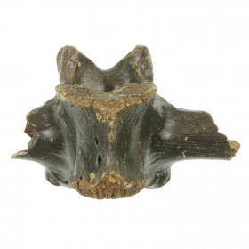Vertèbre fossile de bison - 17 cm