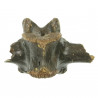 Vertèbre fossile de bison - 17 cm