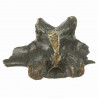 Vertèbre fossile de bison - 17 cm
