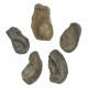 Os d'oreille de baleine fossilisé - 7 à 9 cm - A l'unité