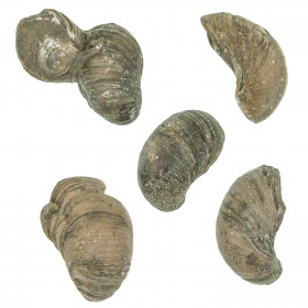 Gryphea fossile - A l'unité