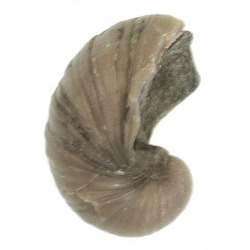 Gryphea fossile - A l'unité