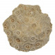 Corail fossilisé arachnophyllum - 374 grammes