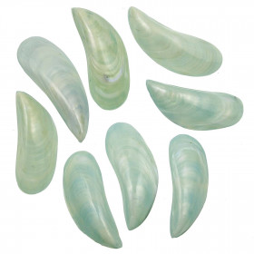 Coquillages perna viridis bleu nacré entier poli - 8 à 10 cm - Lot de 4