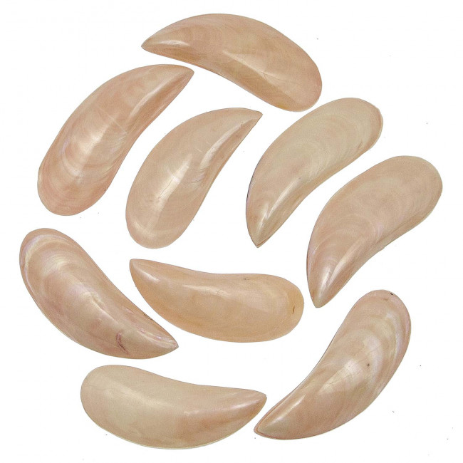 Coquillages perna viridis rose nacré entier poli - 8 à 10 cm - Lot de 4