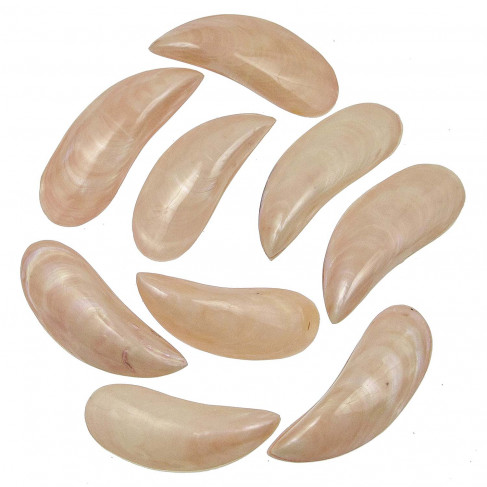 Coquillages perna viridis rose nacré entier poli - 8 à 10 cm - Lot de 4