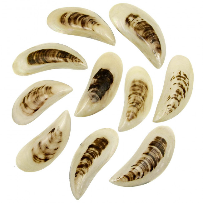 Coquillages perna viridis entier poli