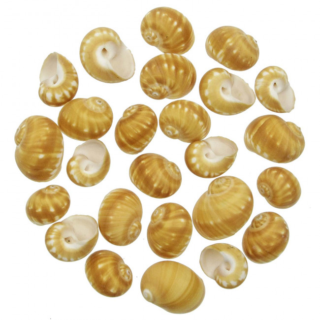 Coquillages natica stellata - 3 à 4 cm - Lot de 4