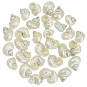 Coquillages turbo brunneus nacrés - 3 à 4 cm - Lot de 10