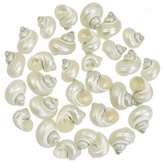 Coquillages turbo brunneus nacrés - 3 à 4 cm - Lot de 10