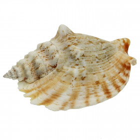 Coquillage strombus sinuatus