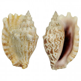 Coquillage strombus sinuatus