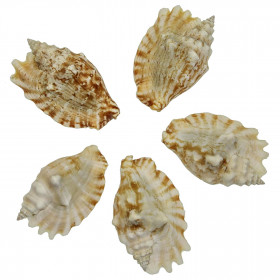 Coquillage strombus sinuatus