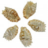 Coquillage strombus sinuatus