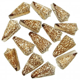 Coquillage conus thalassiarchus
