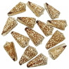 Coquillage conus thalassiarchus