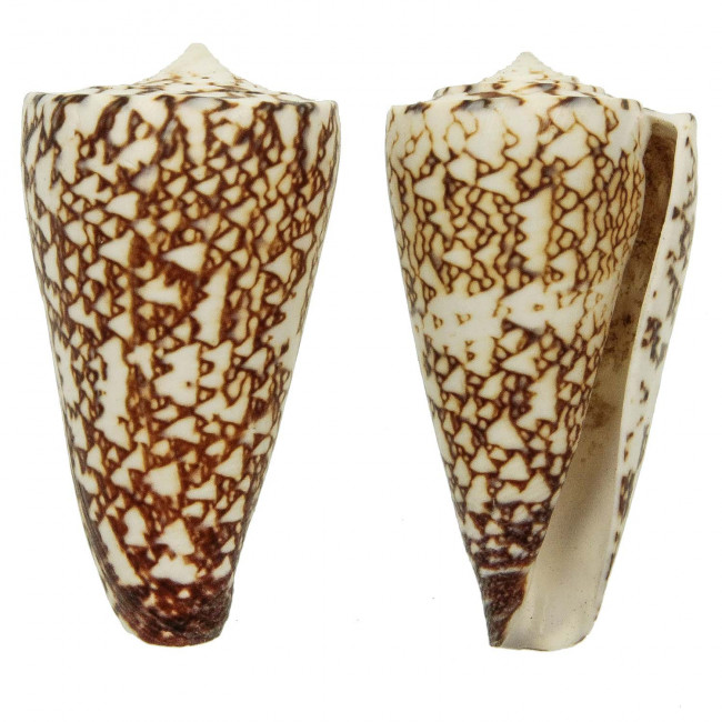 Coquillage conus thalassiarchus
