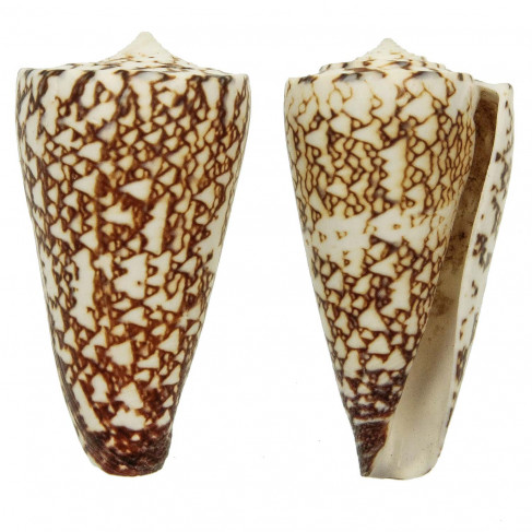 Coquillage conus thalassiarchus
