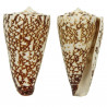 Coquillage conus thalassiarchus