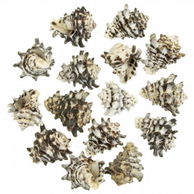 Coquillages vasum turbinellus - 4 à 5 cm - Lot de 5