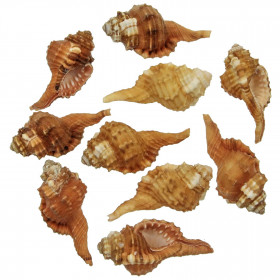 Coquillages cymatium pyrum - 7 à 9 cm - Lot de 5