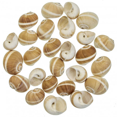 Coquillages polinices fluctuata - 4 à 6 cm - Lot de 10