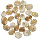 Coquillages polinices fluctuata - 4 à 6 cm - Lot de 10