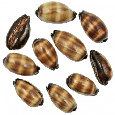 Coquillages cypraea talpa - 5 à 6 cm - Lot de 2