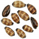 Coquillages cypraea talpa - 5 à 6 cm - Lot de 2