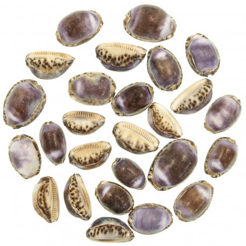 Coquillages cypraea eglantina violet - 3 à 4.5 cm - Lot de 5