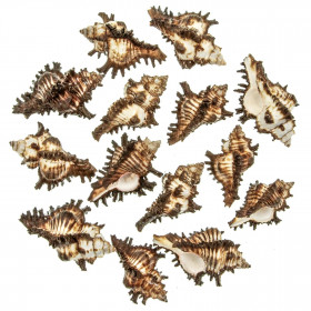 Coquillages murex brunneus - 5 à 7 cm - Lot de 5