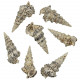 Coquillages cerithium nodulosum - 5 à 10 cm - Lot de 5