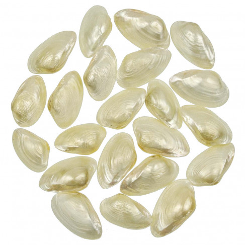 Coquillages contradens ascia ascia nacré - 4 à 5 cm - Lot de 5