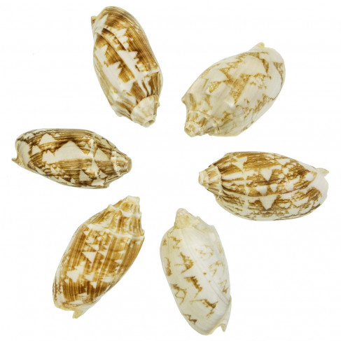 Coquillages cymbiola vespertilio