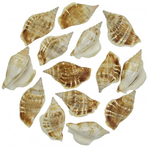 Coquillages strombus dilatatus - 6 à 7 cm - Lot de 2