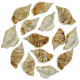 Coquillages strombus dilatatus - 6 à 7 cm - Lot de 2