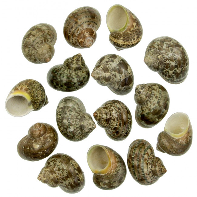Coquillages turbo petholatus - 4 à 5 cm - Lot de 5